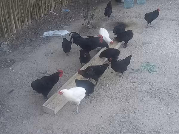 Chickens — Azerbaijan