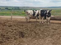 ძროხა, Russian Black pied cattle — ფოტო 4