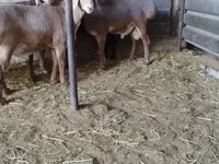 Montone, Arashan sheep — foto 7