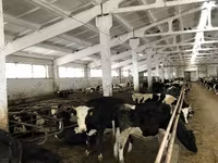 Ko, Yaroslavl cattle — foto 6