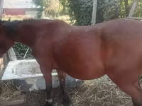母马, Horses — 照片 1