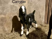 Kozel, Kamori goats — foto 2