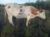 Ko, Simmental cattle — foto 1