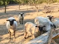 Vædder, Shroshire sheep — foto 2