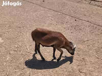 Kambing jantan, Cameroon sheep — foto 3