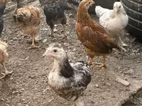 Chickens — picha 3