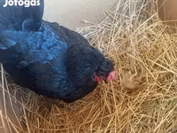 Chickens — fotografija 4