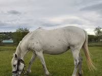Kuda betina, Horses — foto 4