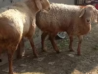 قوچ, گوسفند — عکس 2