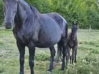 Էգ ձի, Nonius horse — լուսանկար 2