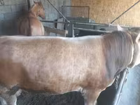 گاو نر, Swiss cattle — عکس 4