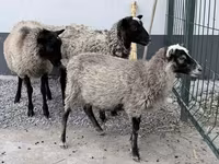 Bélier, Hissar sheep — photo 1