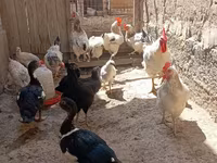 Chickens — foto 3