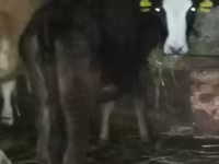 Bull, Cattle — photo 2