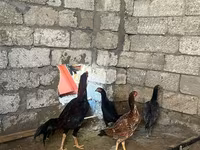 Chickens — عکس 1