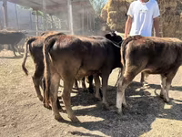 گاو نر, Swiss cattle — عکس 2