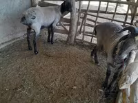 Гӯсфандон (партия, ҷинс муайян нашудааст), Merino sheep — акс 6