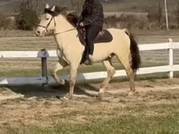 Faras, Rocky Mountain Horse — sawirka 4
