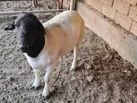 Berbec, Dorper sheep — foto 4
