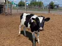 Byk, Russian Black pied cattle — zdjęcie 1