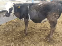Byk, Simmental cattle — zdjęcie 4
