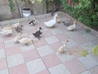 Ducks — عکس 1