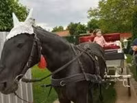घोड़ी, Nonius horse — फ़ोटो 4