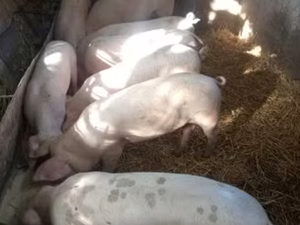 Prasnice, Prasata