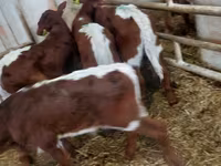 گاو نر, Simmental cattle — عکس 5