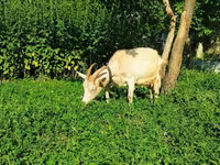 Koza, Saanen goat — foto 7