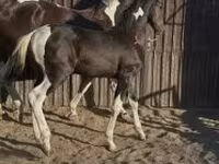 Kuda jantan, Dutch warmblood horse — foto 1