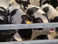 گاو نر, Russian Black pied cattle — عکس 4