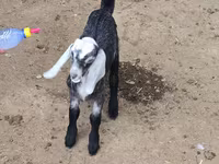 بز نر, Nubian Goat — عکس 2
