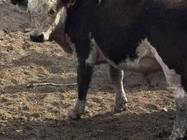 گاو نر, گاو سفیدسر قزاقستانی