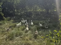 Geese — รูปภาพ 4