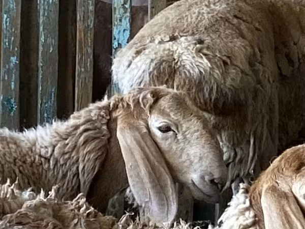 የጎትት አውራ በግ, Arashan sheep