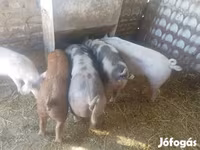 Eber, Schweine — Foto 2