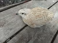 Quails — 6 зураг