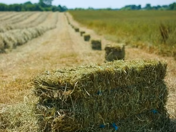 🌾 Тюк чөп сатылат Жакшы сапаттагы кургак чөп. Малга берүүгө