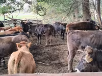 Krava, Simmental cattle — fotografija 5