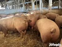 หมูป่าตัวผู้, หมู — รูปภาพ 2