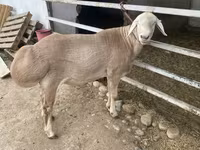 แกะตัวผู้, Rhon sheep — รูปภาพ 2