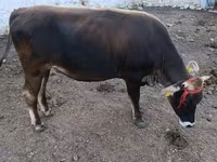 Dibi, Alatau breed — sawirka 2