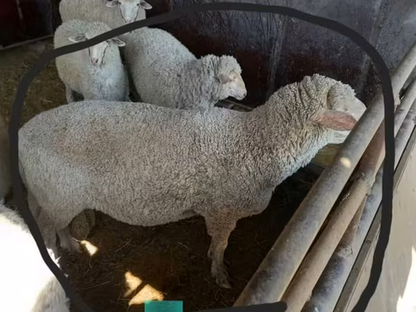 Ovca, Merino sheep