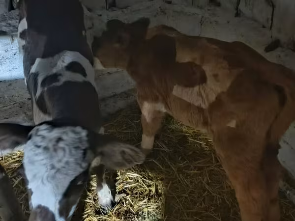 گاو و گوساله (گروه، جنسیت مشخص نشده), Russian Black pied cattle — قرقیزستان