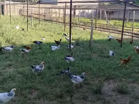 Chickens — عکس 2
