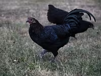 Australorp — 4. fotó