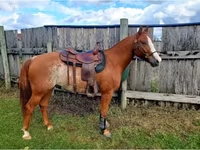Cavallo, Quarter Horse — foto 7