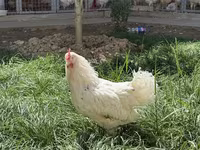 Chickens — عکس 2