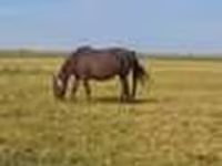 Bagge, Rhon sheep — foto 1